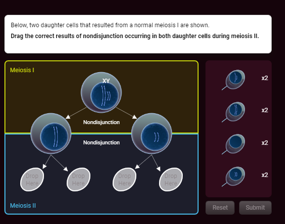 solved-below-two-daughter-cells-that-resulted-from-a-normal-chegg