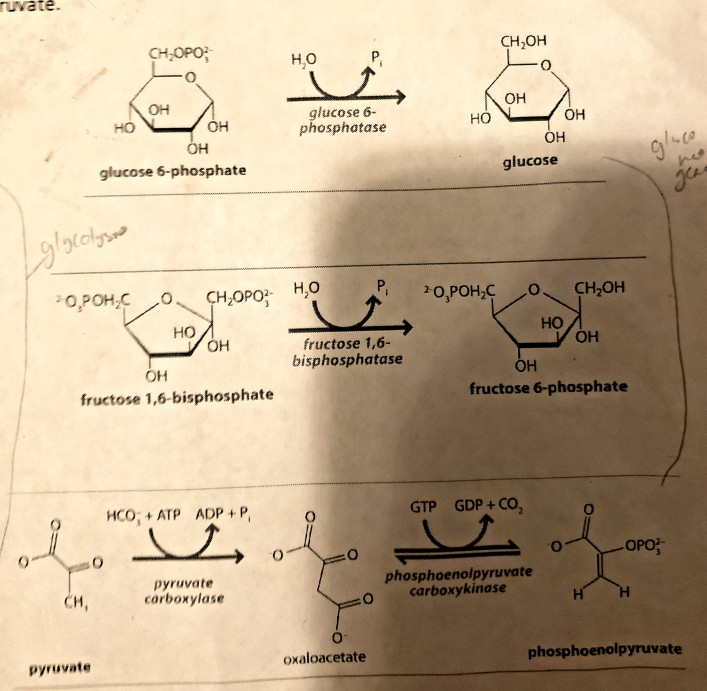 Solved Why Are These Reactions For Gluconeogenesis