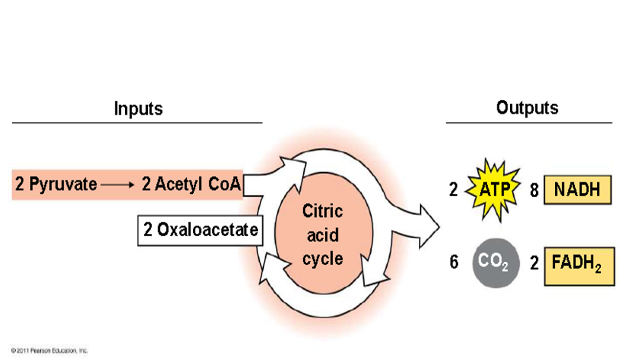 What Are Krebs Cycle Inputs And Outputs?, 55% OFF