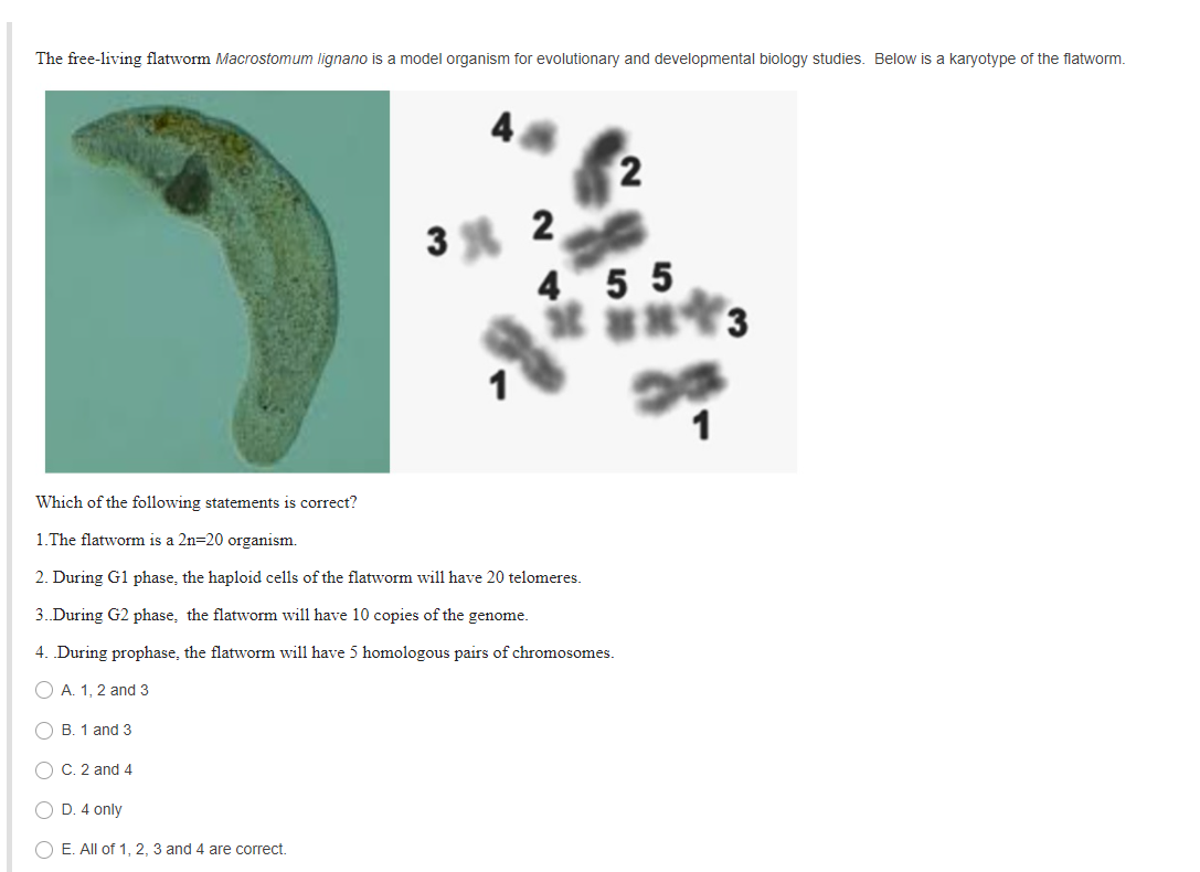 Solved The free-living flatworm Macrostomum lignano is a 