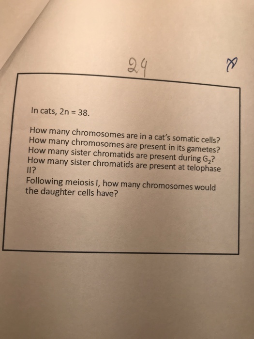 Solved 9 In cats, 2n 38. How many chromosomes are in a cat's