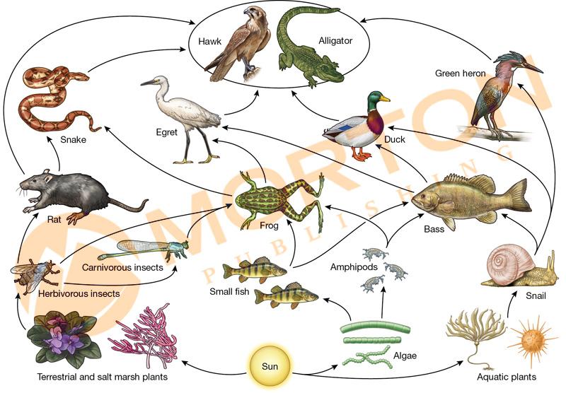 Solved A. What organisms are the primary producers? B. What