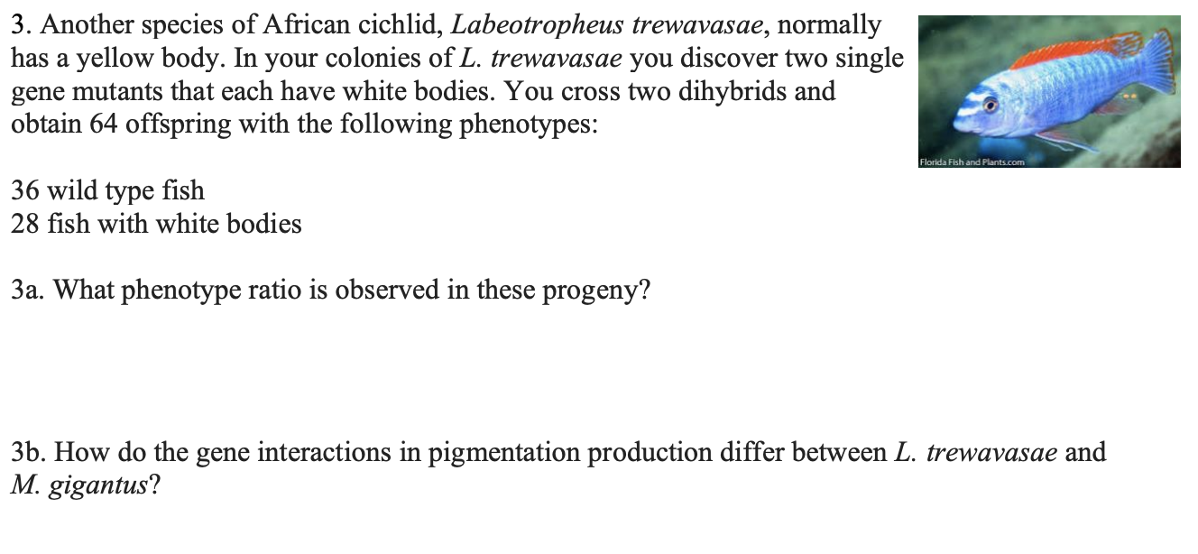 Solved NOTE: For 3b, there was no gene interaction in M. | Chegg.com