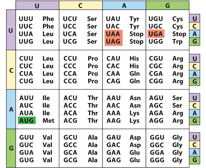 Solved Which amino acid is most likely to be encoded by an | Chegg.com