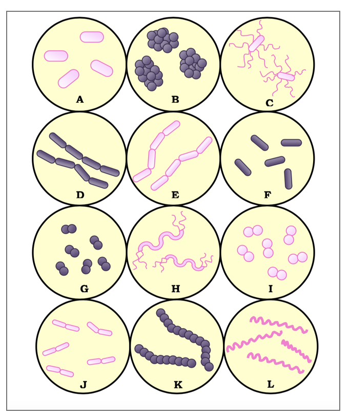 Bacterial Identification Data Table: | Chegg.com