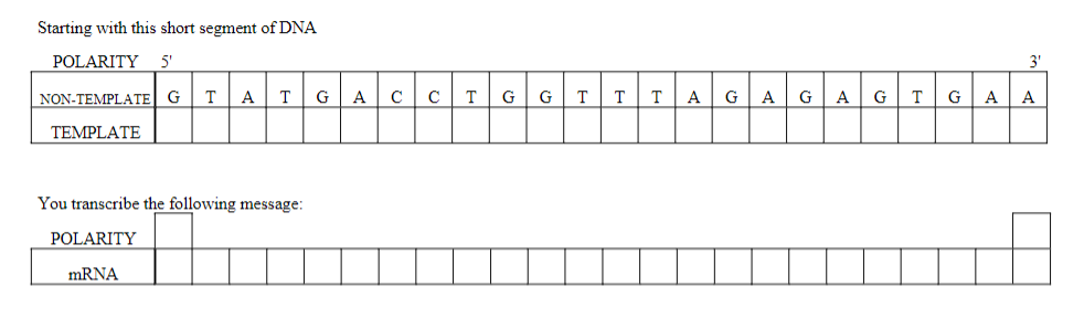 Solved Starting with this short segment of DNA You | Chegg.com