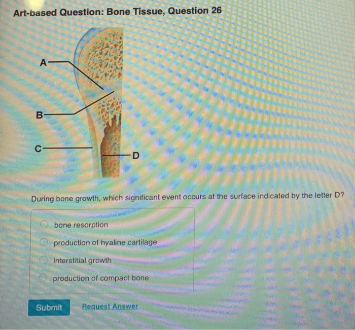 Solved Artbased Question Bone Tissue, Question 26 During