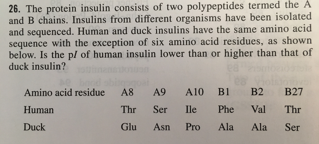 Solved 26. The Protein Insulin Consists Of Two Polypeptides | Chegg.com