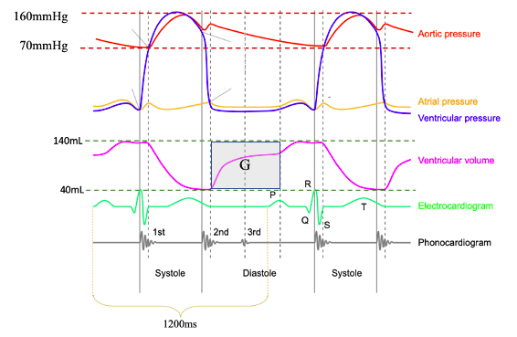 Solved 1. What is the stroke volume of this individual? 2. | Chegg.com