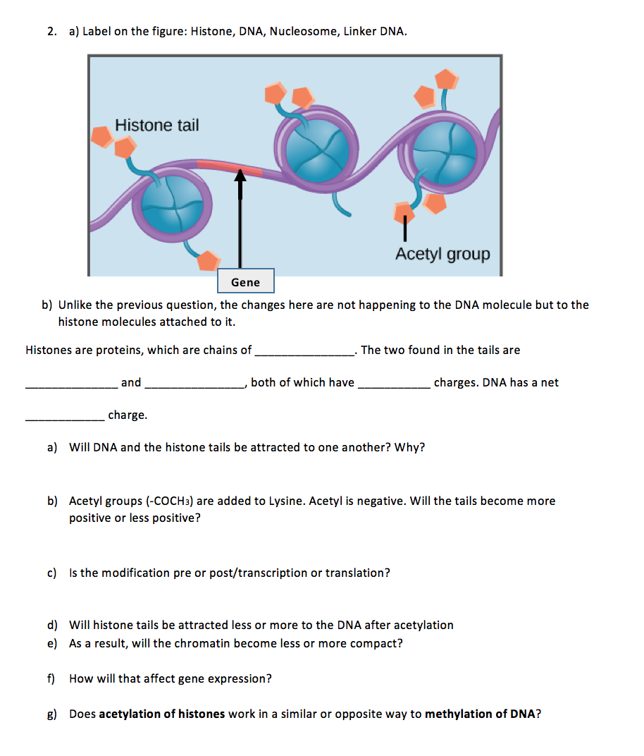 solved 2 a label on the figure histone dna nucleosom chegg com