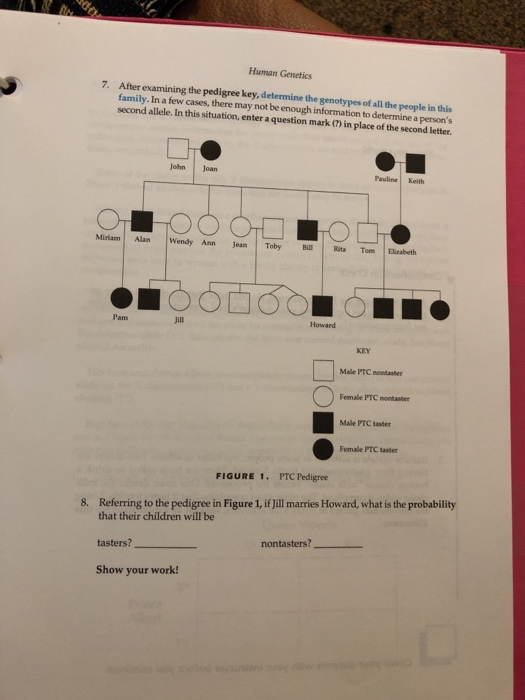 Solved Human Genetics After examining the pedigree key, | Chegg.com