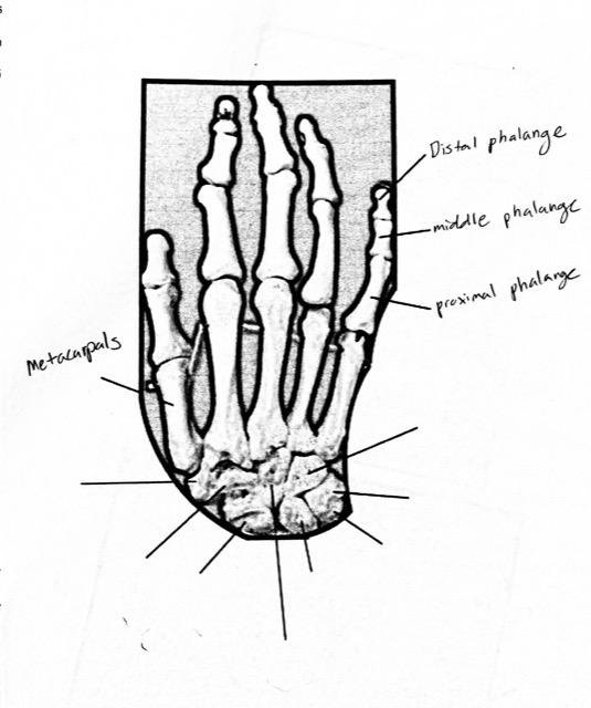 Solved Distal Phalange Middle Phalange Proximal Phalange Chegg Com   Php2tJYKG