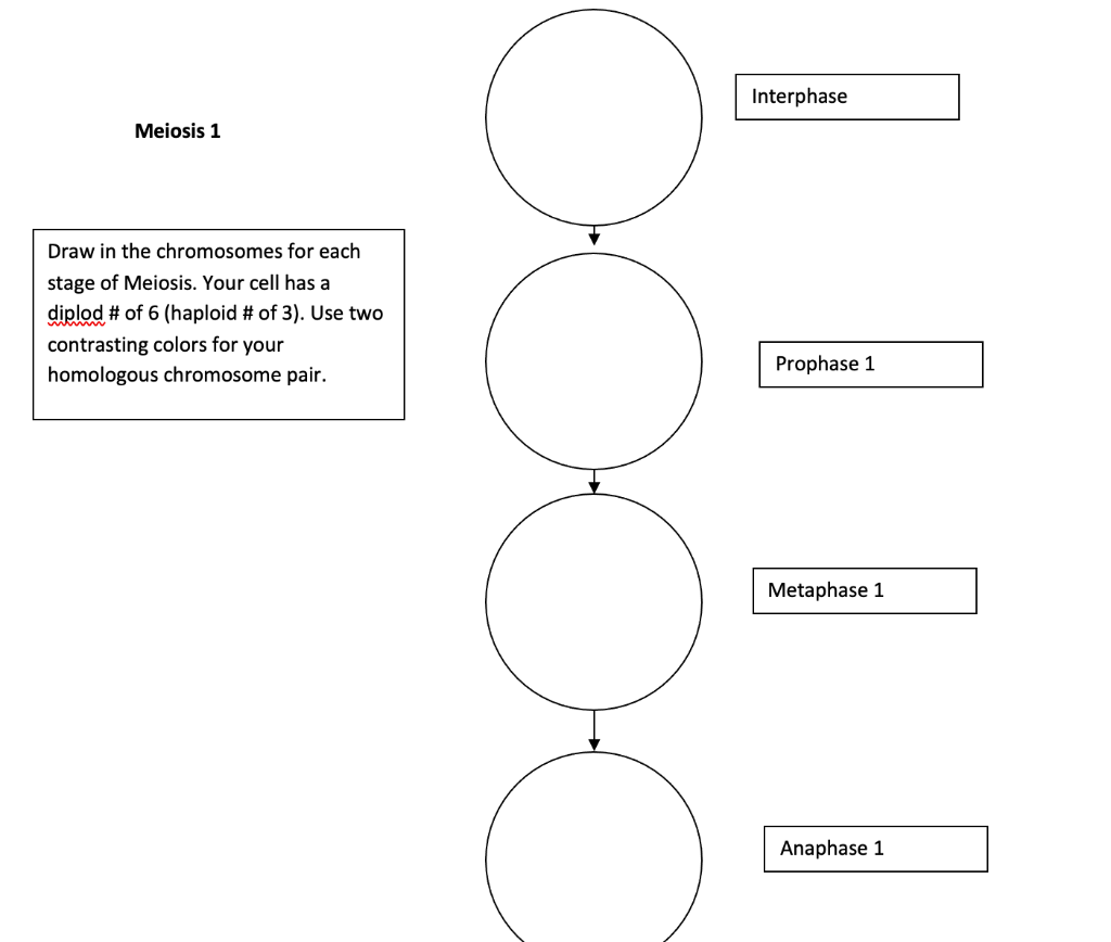 interphase meiosis