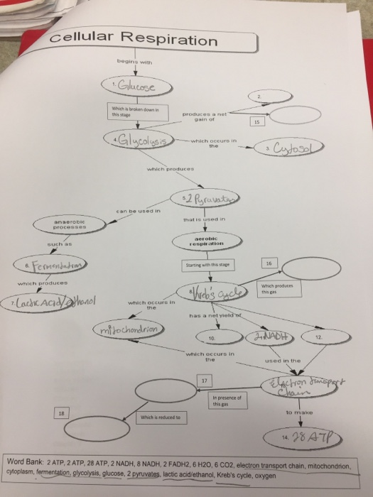 cellular respiration chart worksheet