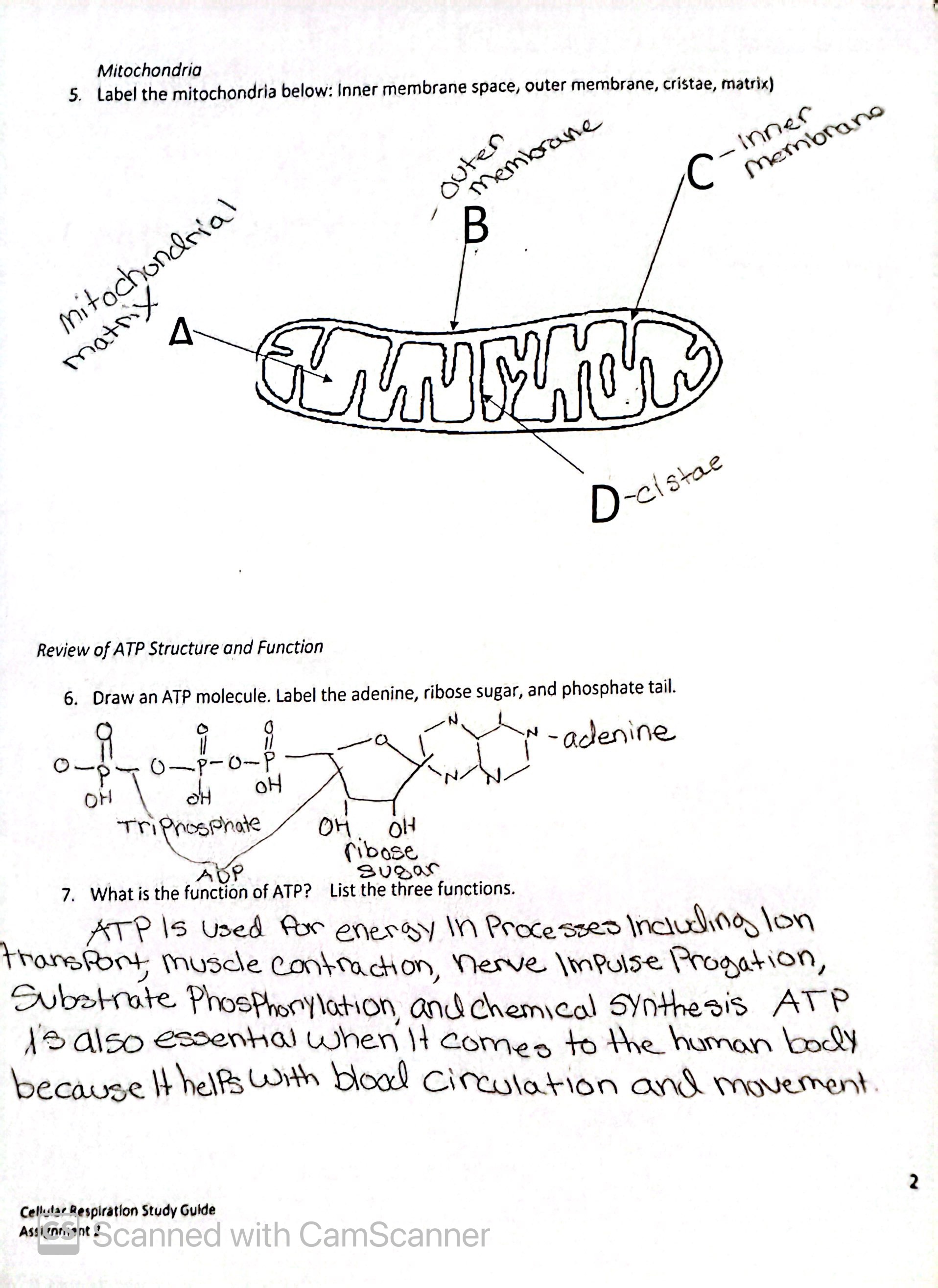 Solved Cellular Respiration Study Guide Cellular Respiration | Chegg.com