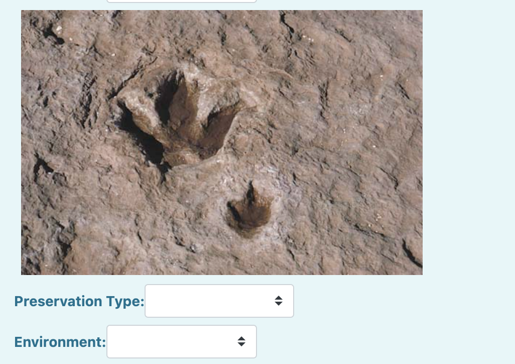 Solved Preservation Types: (Original | Chegg.com