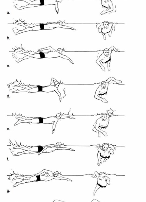 Solved During a breast stroke in swimming discuss the arm | Chegg.com