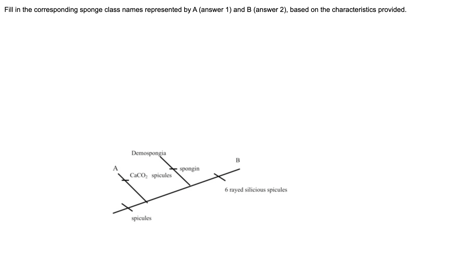Solved Fill in the corresponding sponge class names | Chegg.com