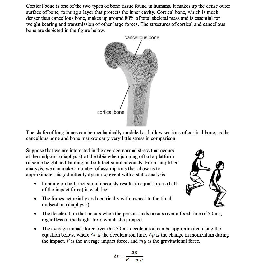 Solved Cortical Bone Is One Of The Two Types Of Bone Tissue | Chegg.com