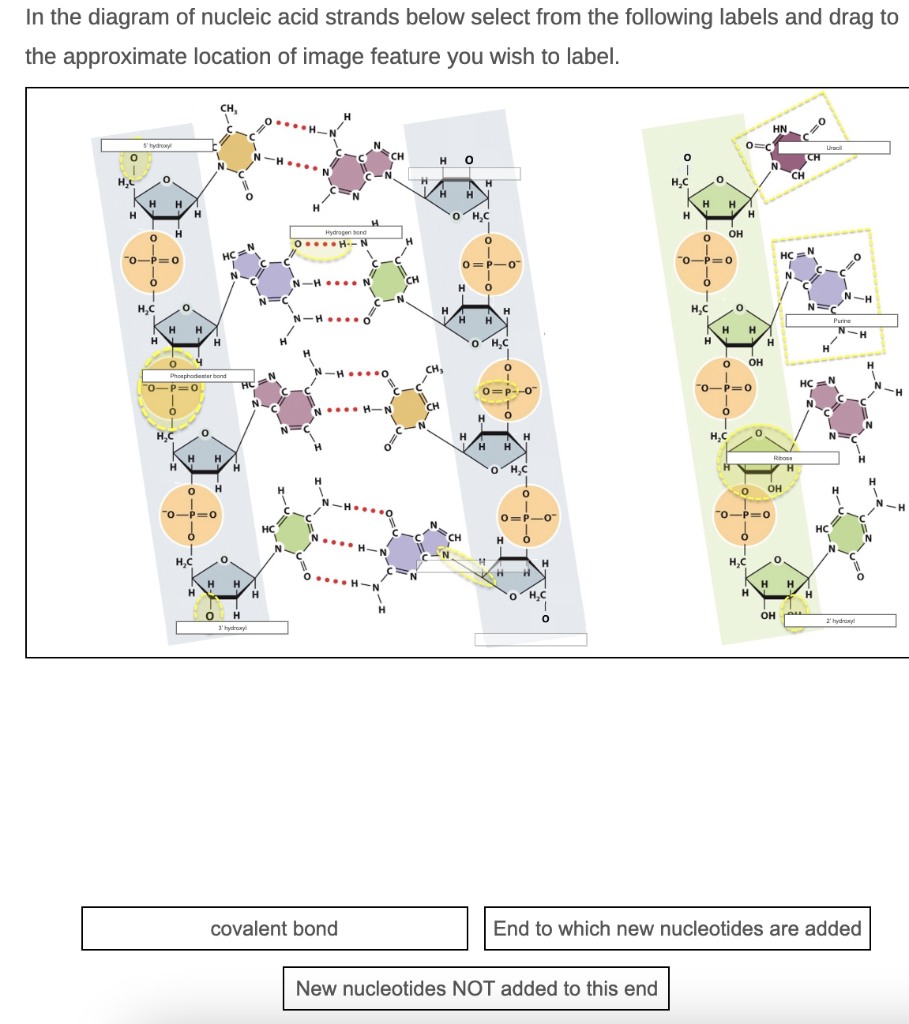 Solved In the diagram of nucleic acid strands below select | Chegg.com