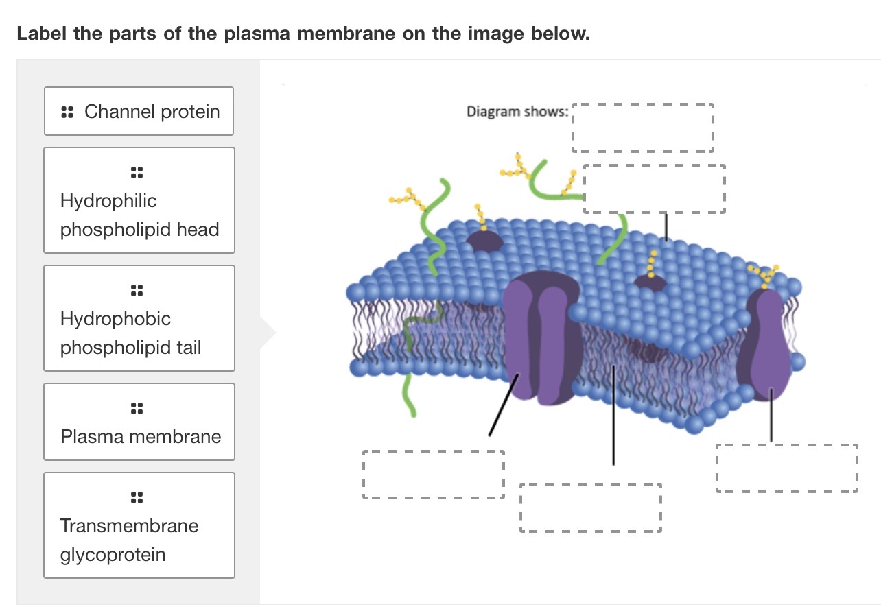 solved-label-the-parts-of-the-plasma-membrane-on-the-image-chegg