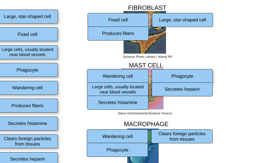 types of connective tissue cells