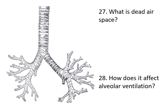 Solved 27. What is dead air space? CHA 28. How does it