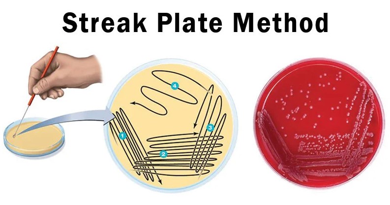 Solved 1. Discuss the importance of a STERILITY PLATE in | Chegg.com