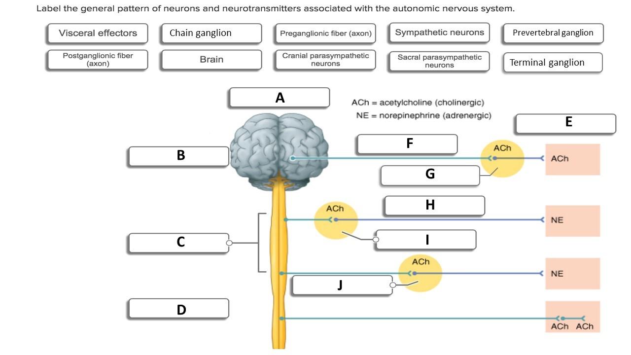 parasympathetic nervous system neurotransmitters