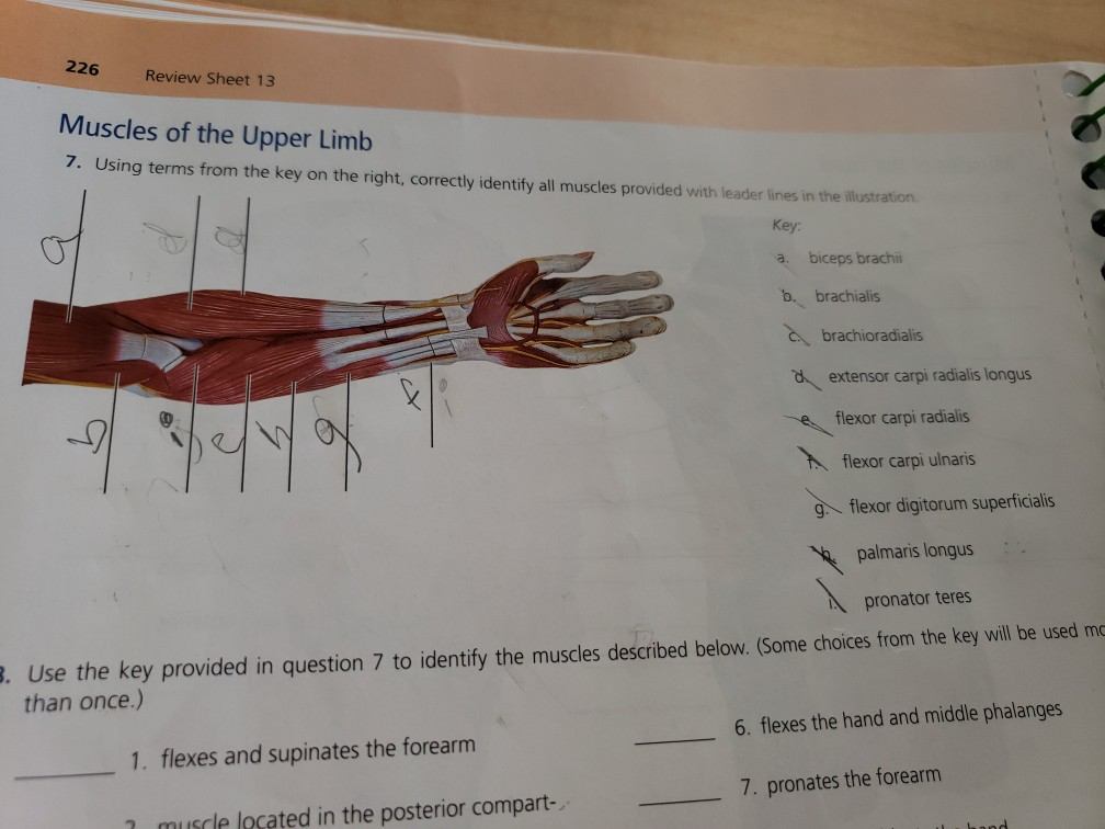 Muscles Upper Limb Worksheet