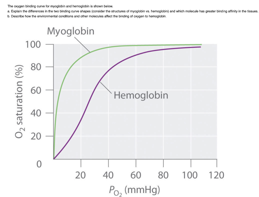 Solved The Oxygen Binding Curve For Myoglobin And Hemoglobin | Chegg.com