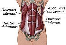 obliquus internus abdominis