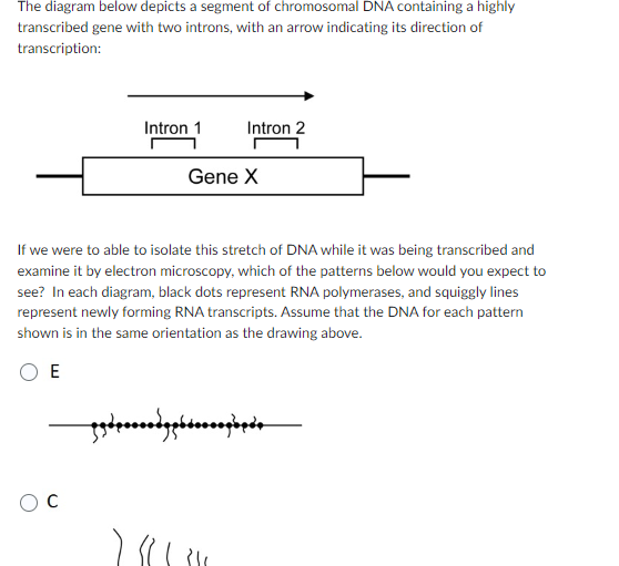 Solved The diagram below depicts a segment of chromosomal | Chegg.com