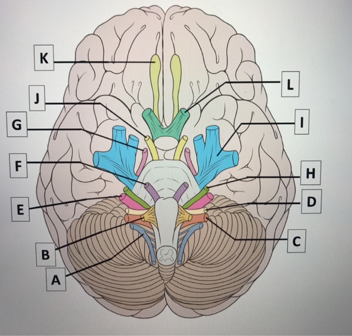 Solved Question 1 Nerve E Is Primarily A (sensory Motor Mur 