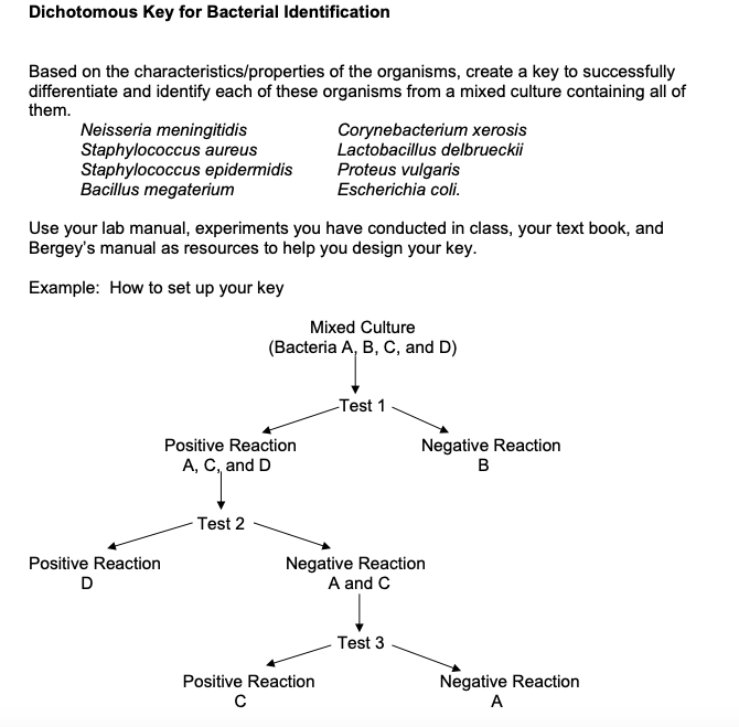 corynebacterium xerosis colony morphology