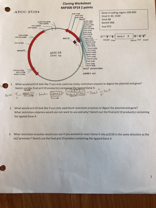 Solved Cloning Worksheet MIP300 SP19 2 Points OATCC 37254 | Chegg.com