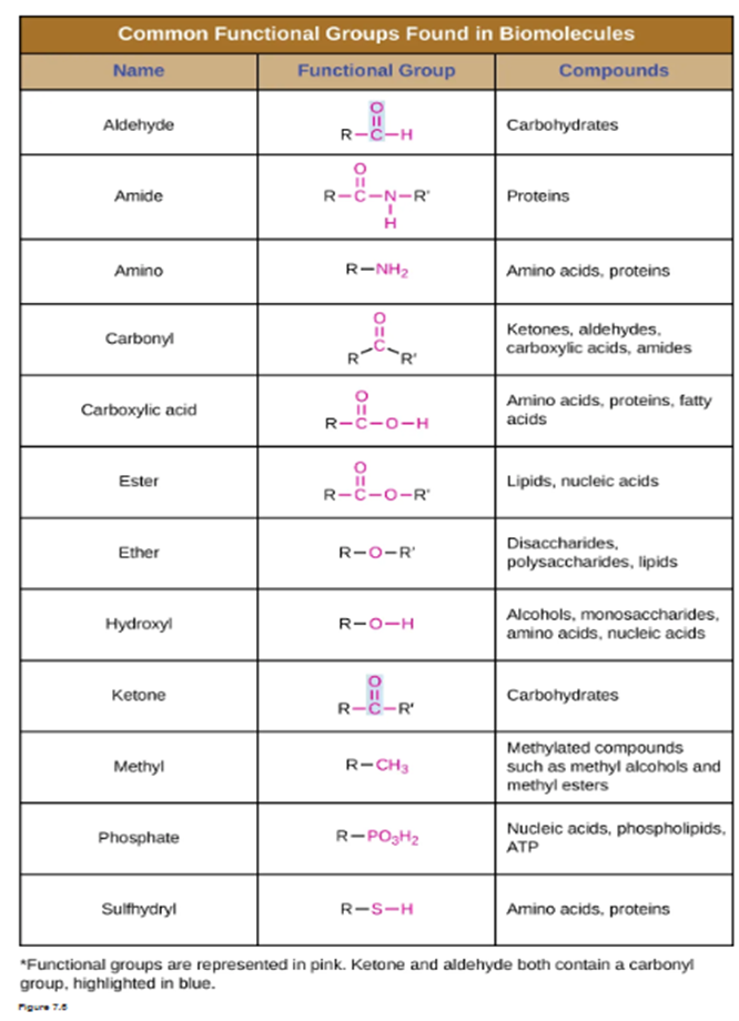 Solved Looking at Figure 13.29 and reviewing the functional | Chegg.com