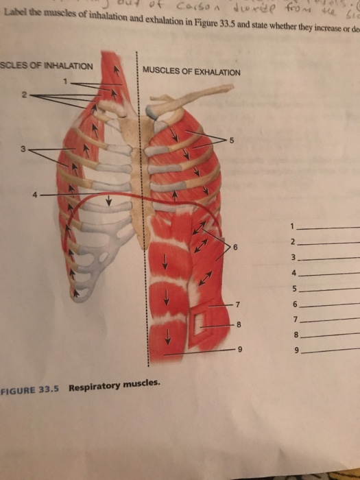 Solved Label the muscles of inhalation and exhalation in