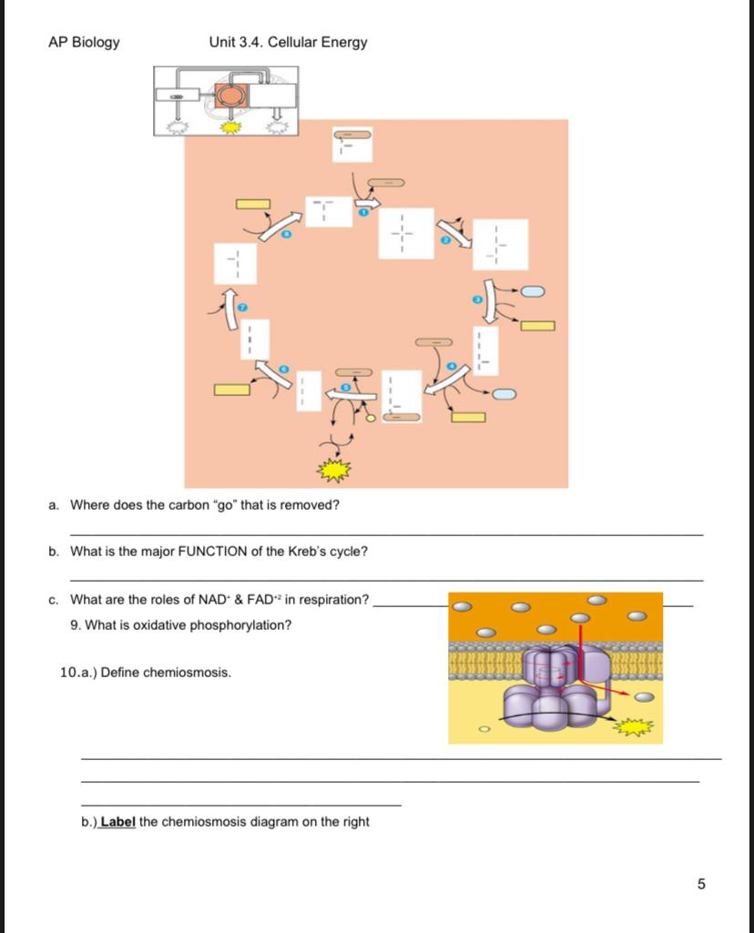 Solved I need help with an AP Biology document. Please show | Chegg.com