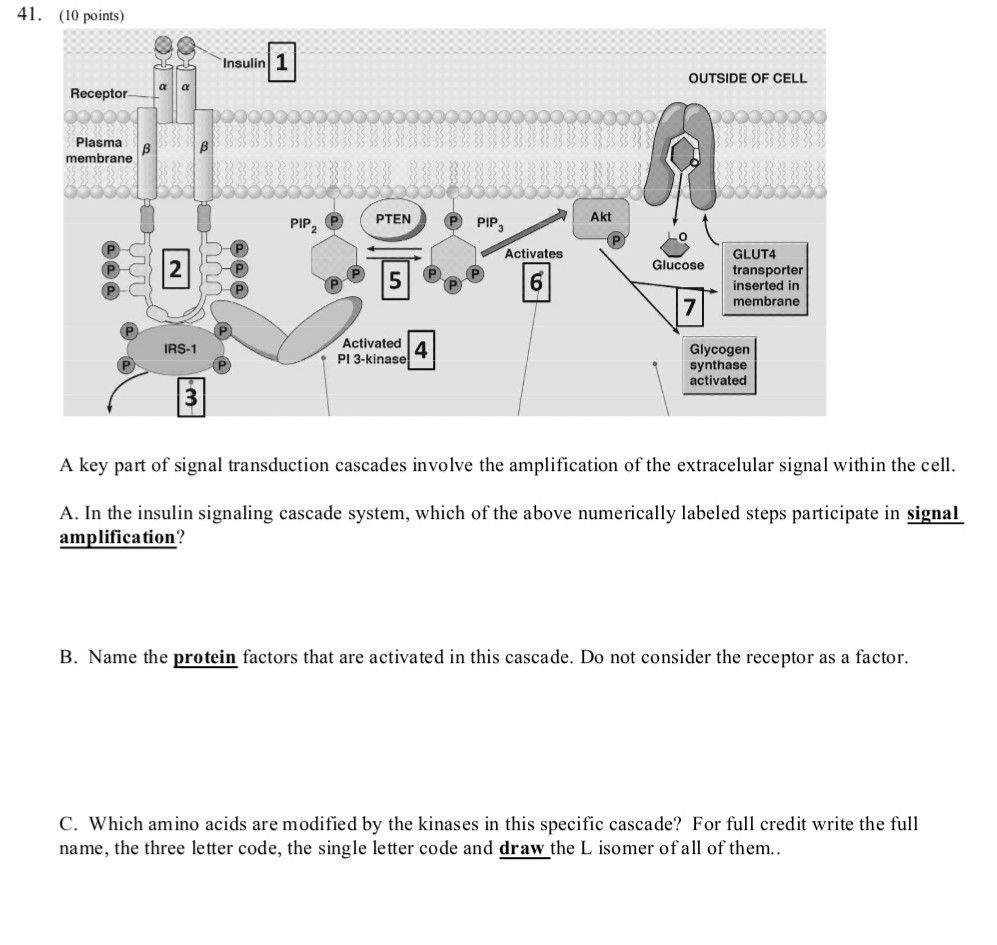 Solved 4. (10 points) Insulin OUTSIDE OF CELL Receptor | Chegg.com