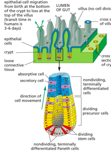 2. (20 Pts) Stem Cells At The Bottom Of Crypt Give 