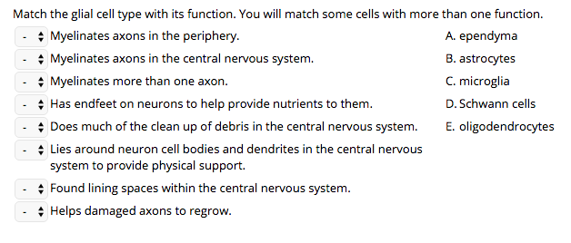 Solved Match the glial cell type with its function. You will | Chegg.com