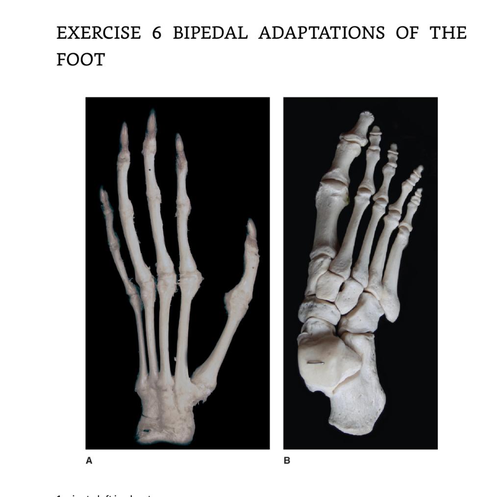 Solved Exercise Bipedal Adaptations Of The Foot Examine Chegg Com