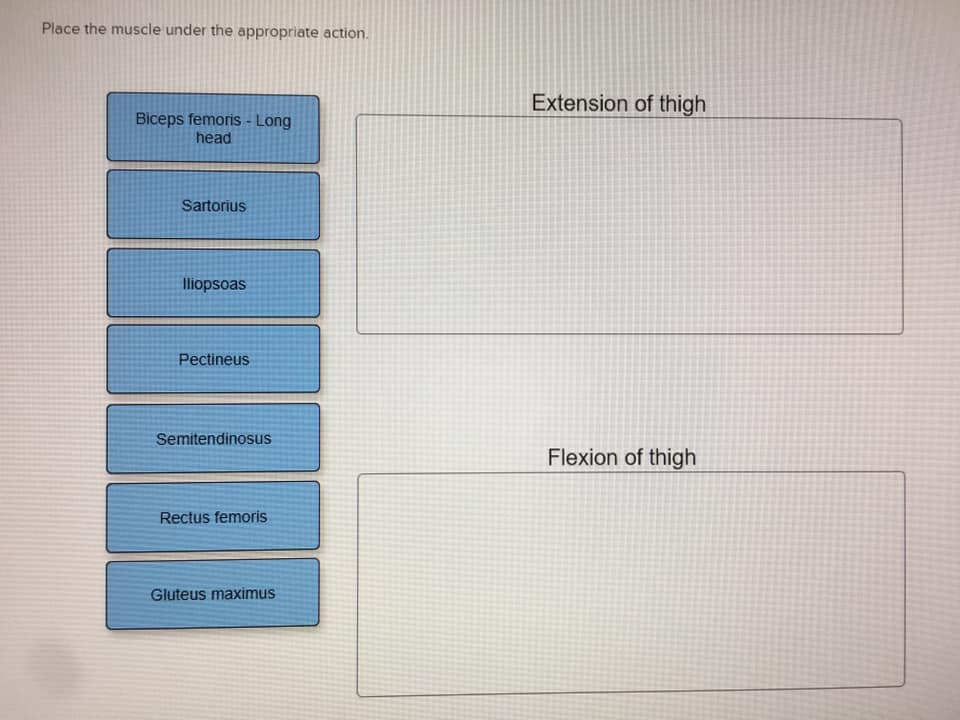 Solved Place the muscle under the appropriate action.