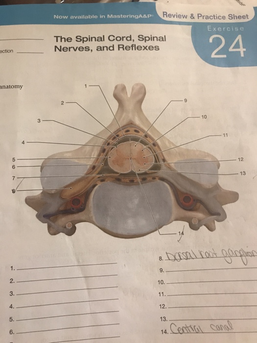 Solved Review &Practice Sheet Now Available In MasteringA...