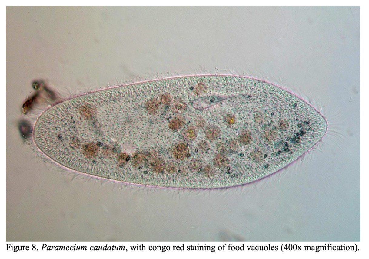 paramecium under microscope 400x