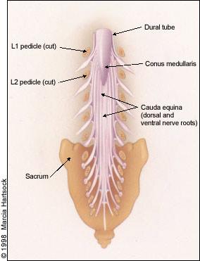 Nerve Tissue In Spinal Chord Flashcards Chegg Com