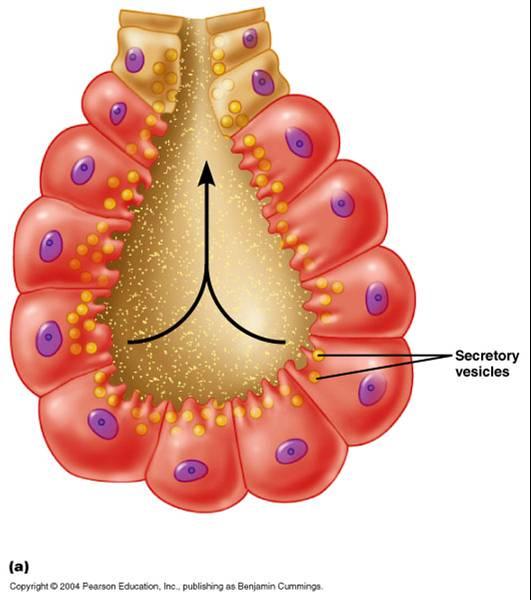 Histology Flashcards Chegg Com