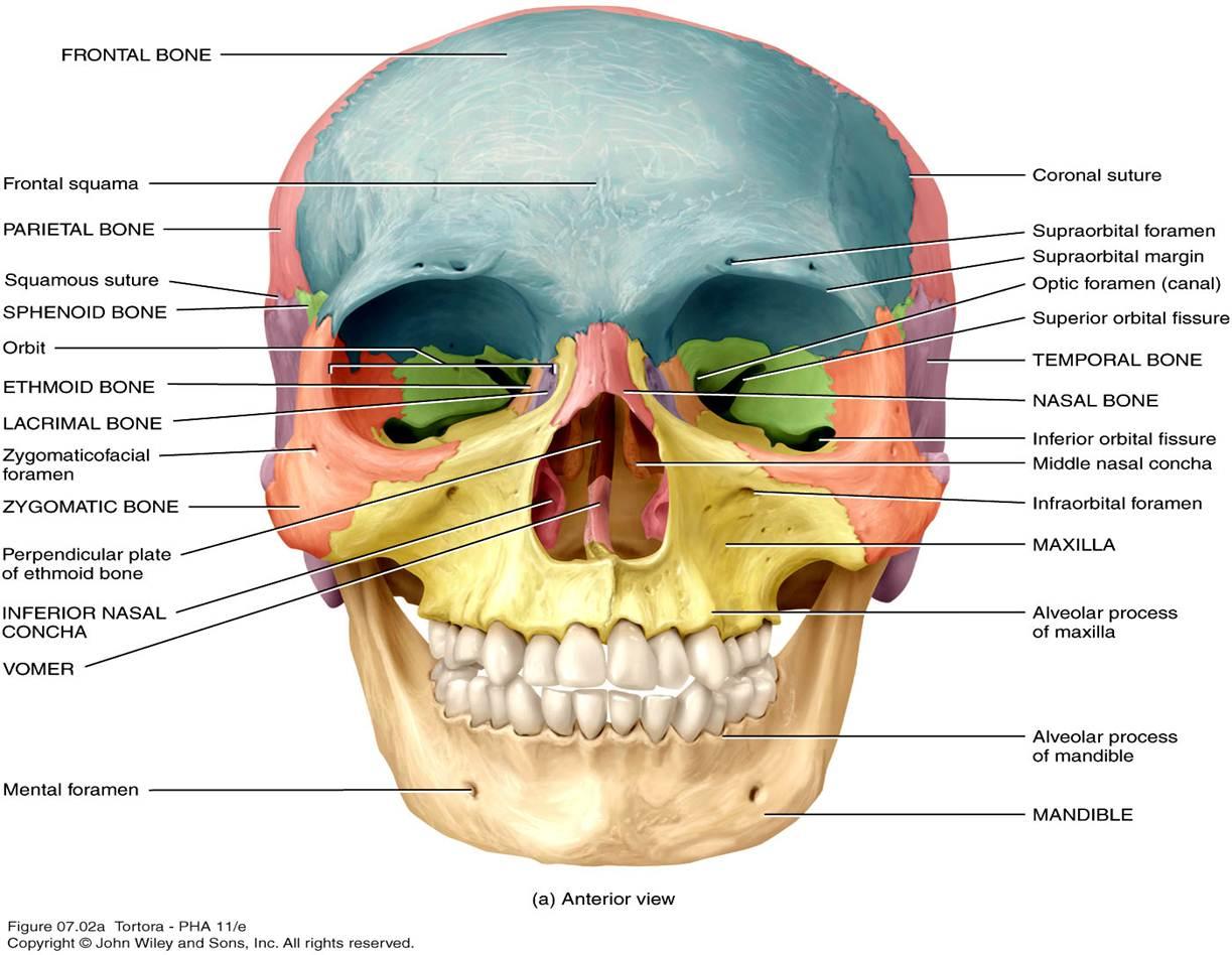 chapter 7 axial skeleton flashcards chegg com chapter 7 axial skeleton flashcards chegg com