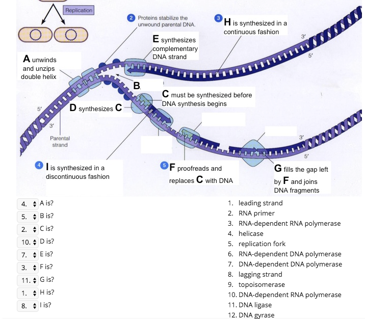 replication 2 proteins stabilize